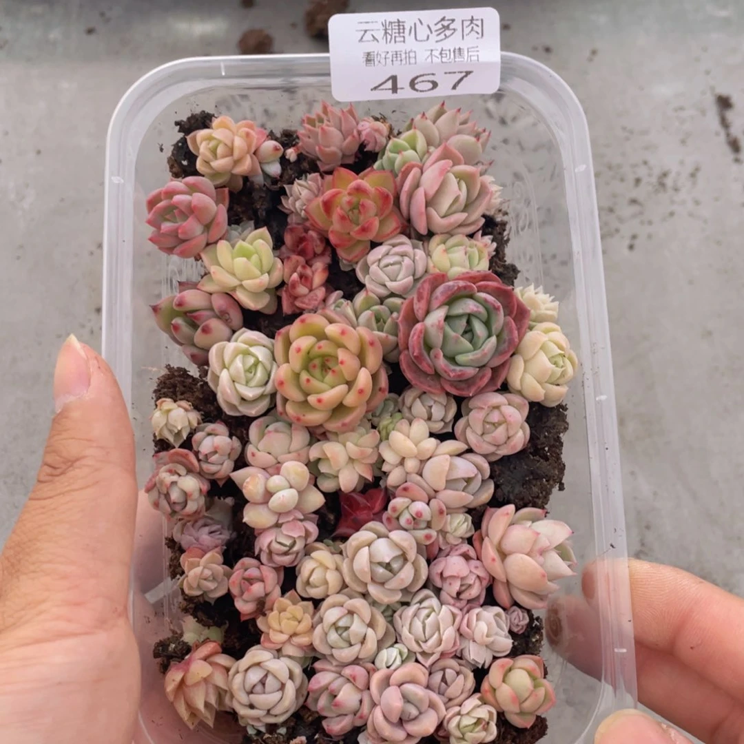 云糖心多肉植物467