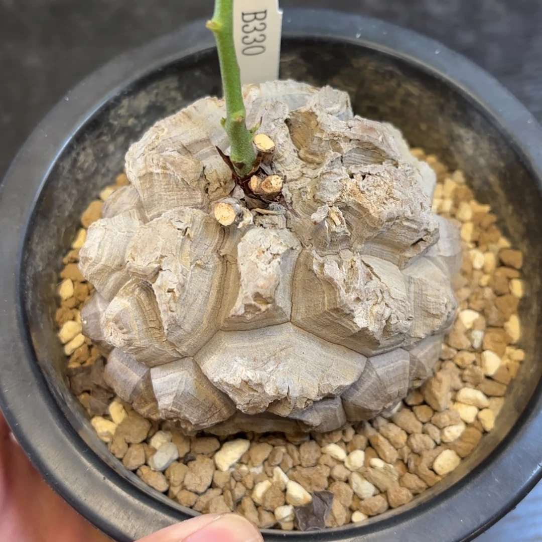 3号日系龟甲龙带盆包邮不退不换