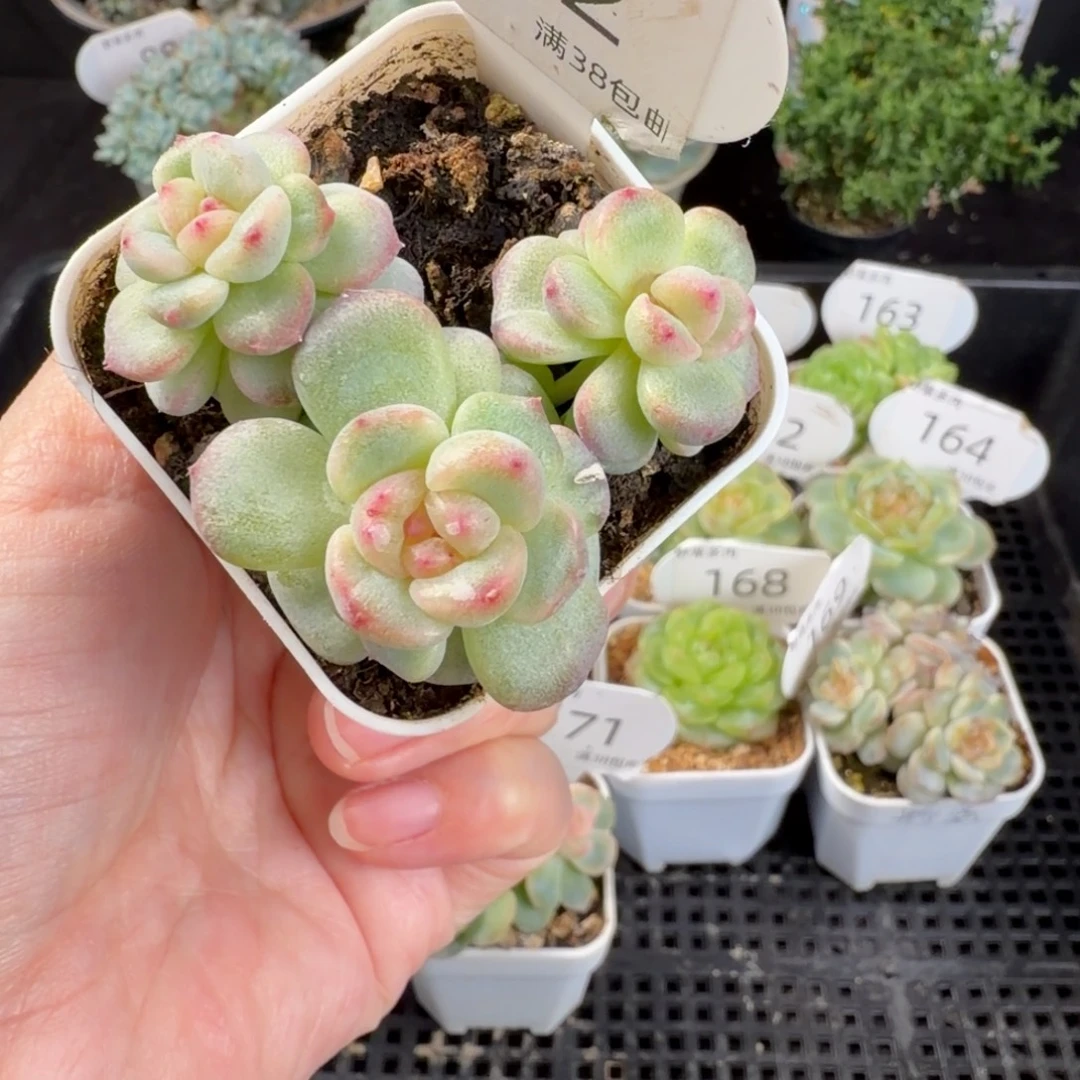 甜心石化三头群172号