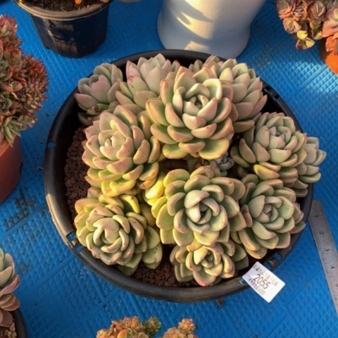 查*妈2055奶油鳄梨多肉