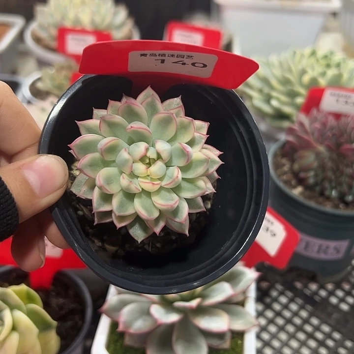 140号女雏锦多肉植物