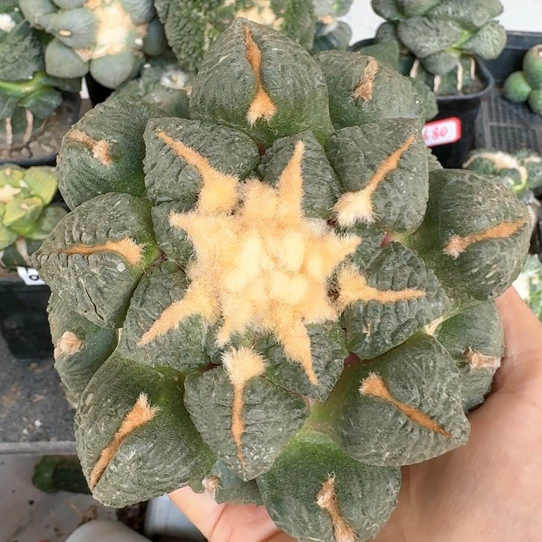 【闪购商品】无花朵象肌连山12公分