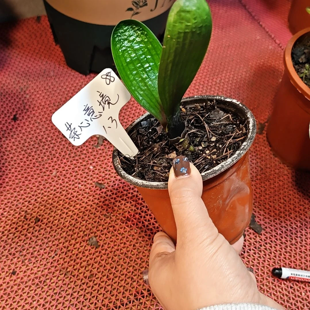 完全开放君子兰精品一年