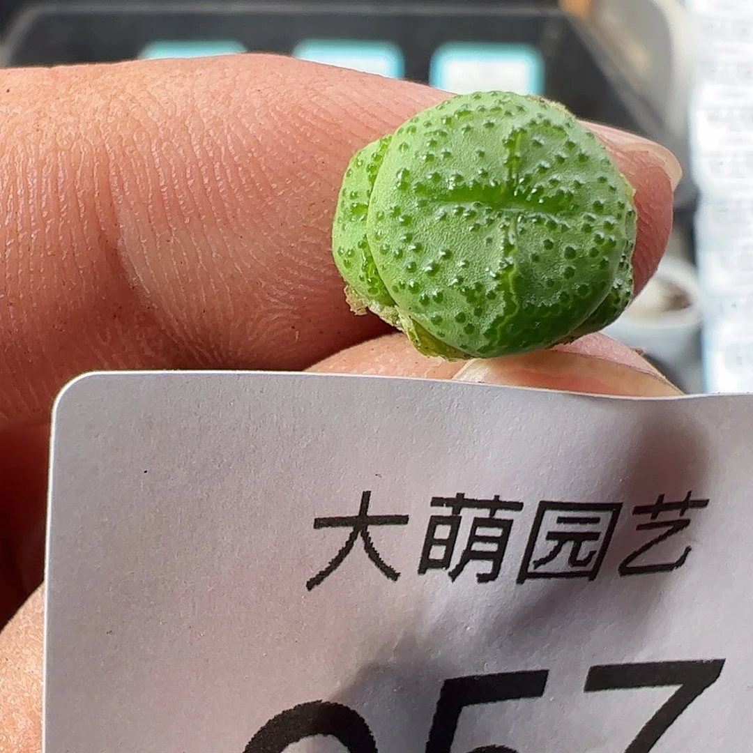 0000957 一物一拍……