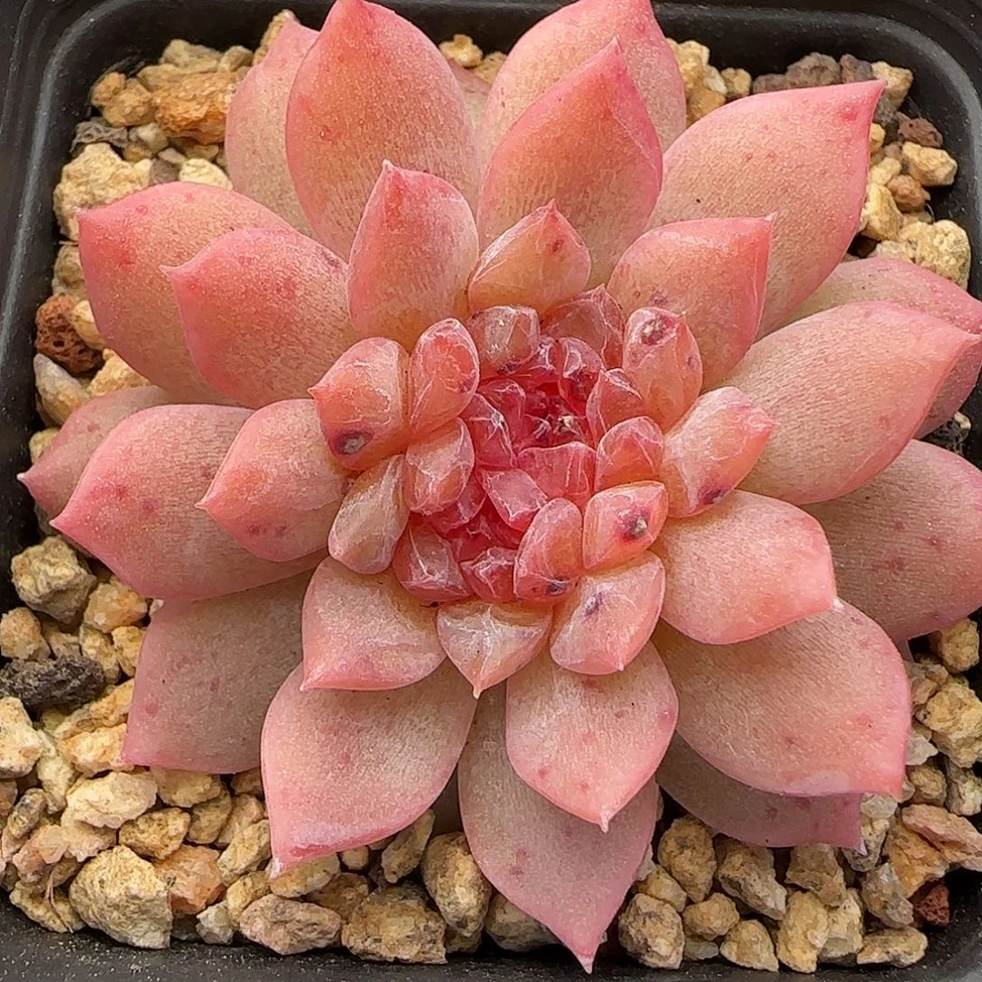 475糖心缀化【满29包邮非偏远】
