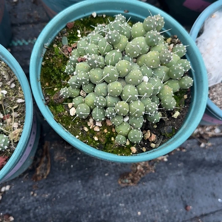 罗西安哪团扇一颗