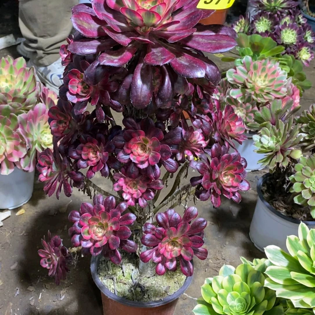 香奈多肉法师571