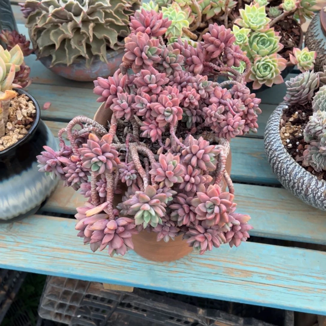 露养老桩紫心加盆加物流费