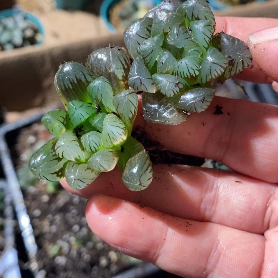花***步2348 两颗一起 超级福利
