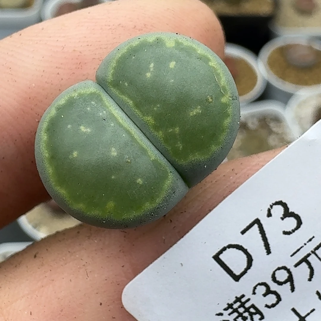 燕***爷73多肉哈哈哈哈哈哈哈