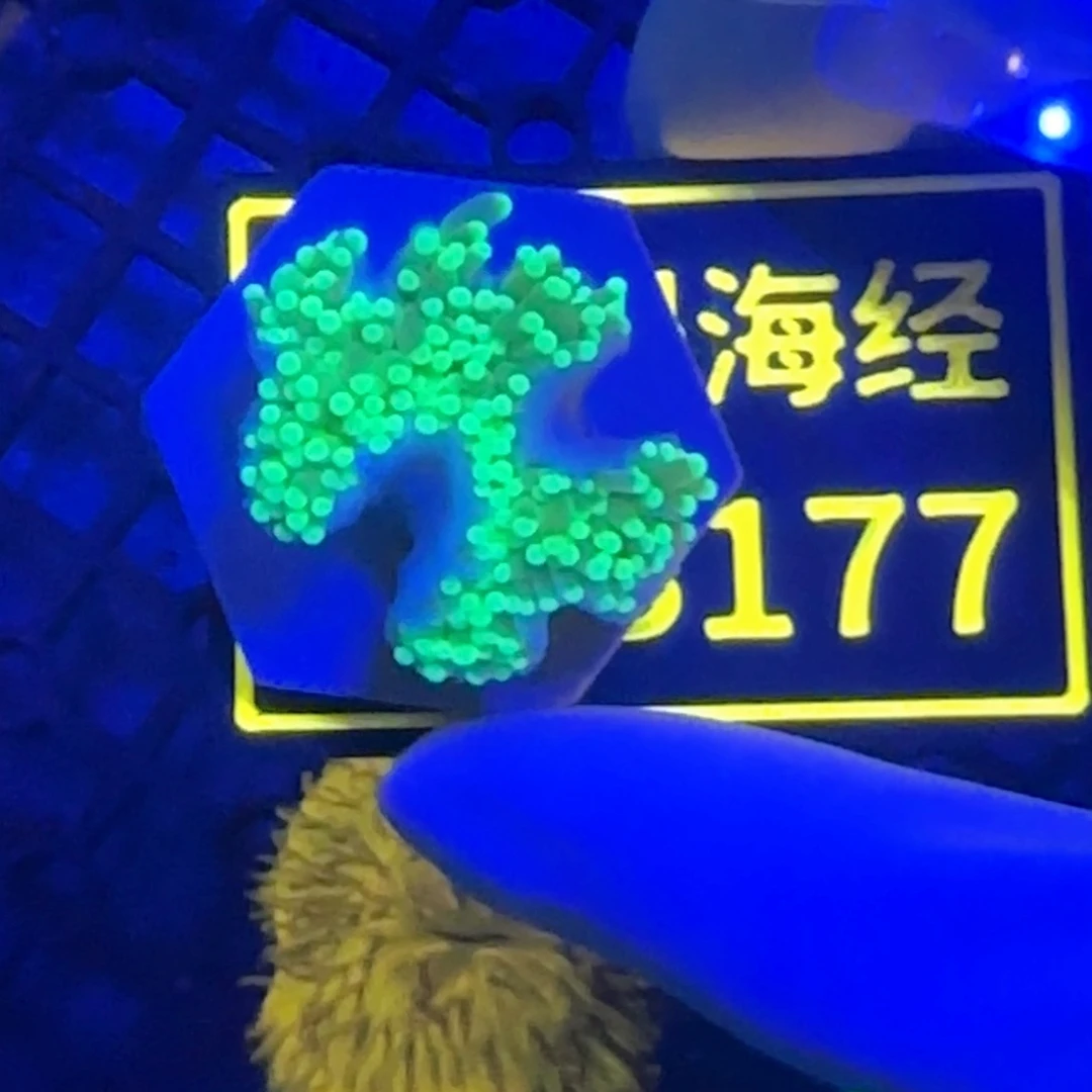 纽扣珊瑚木*茶又又不包邮脱藻肉差绿火B177