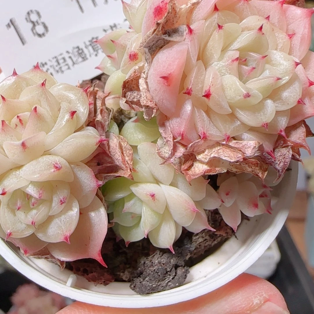 花语逸镜1129-18散