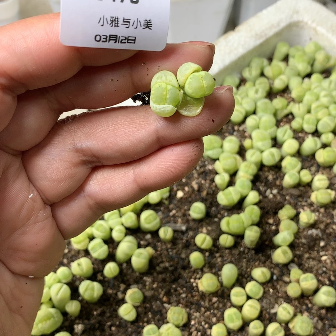 胖****1J478多肉植物保护研究所