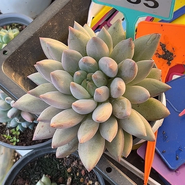 多肉植物水晶球355