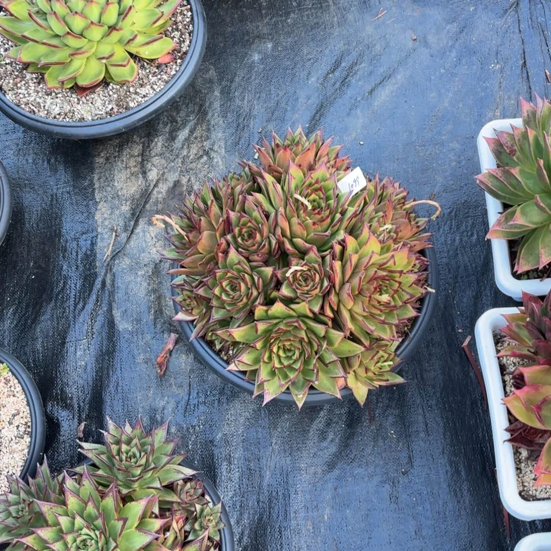 若如东云单拍1099