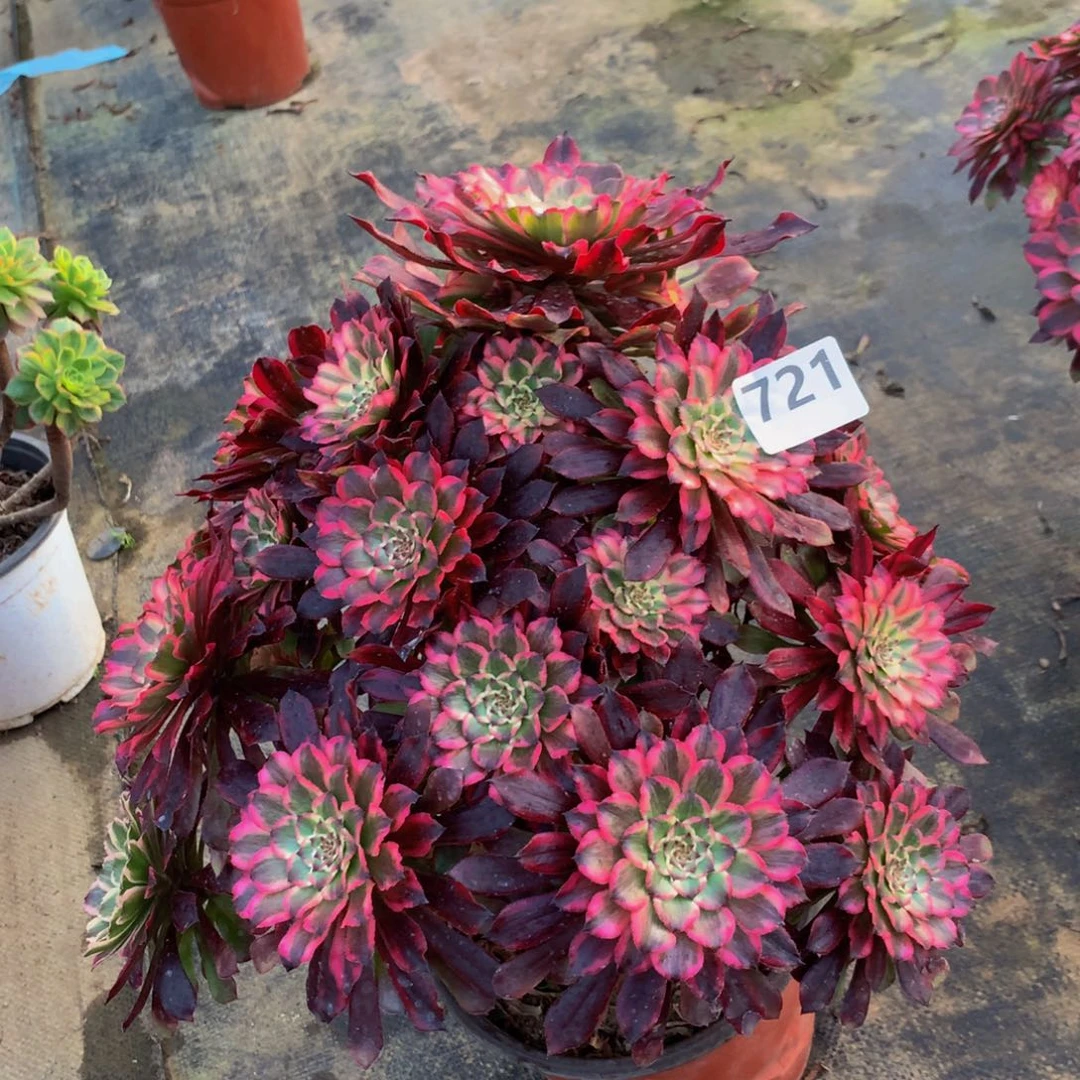 【闪购商品】淡*雪姬72100000000