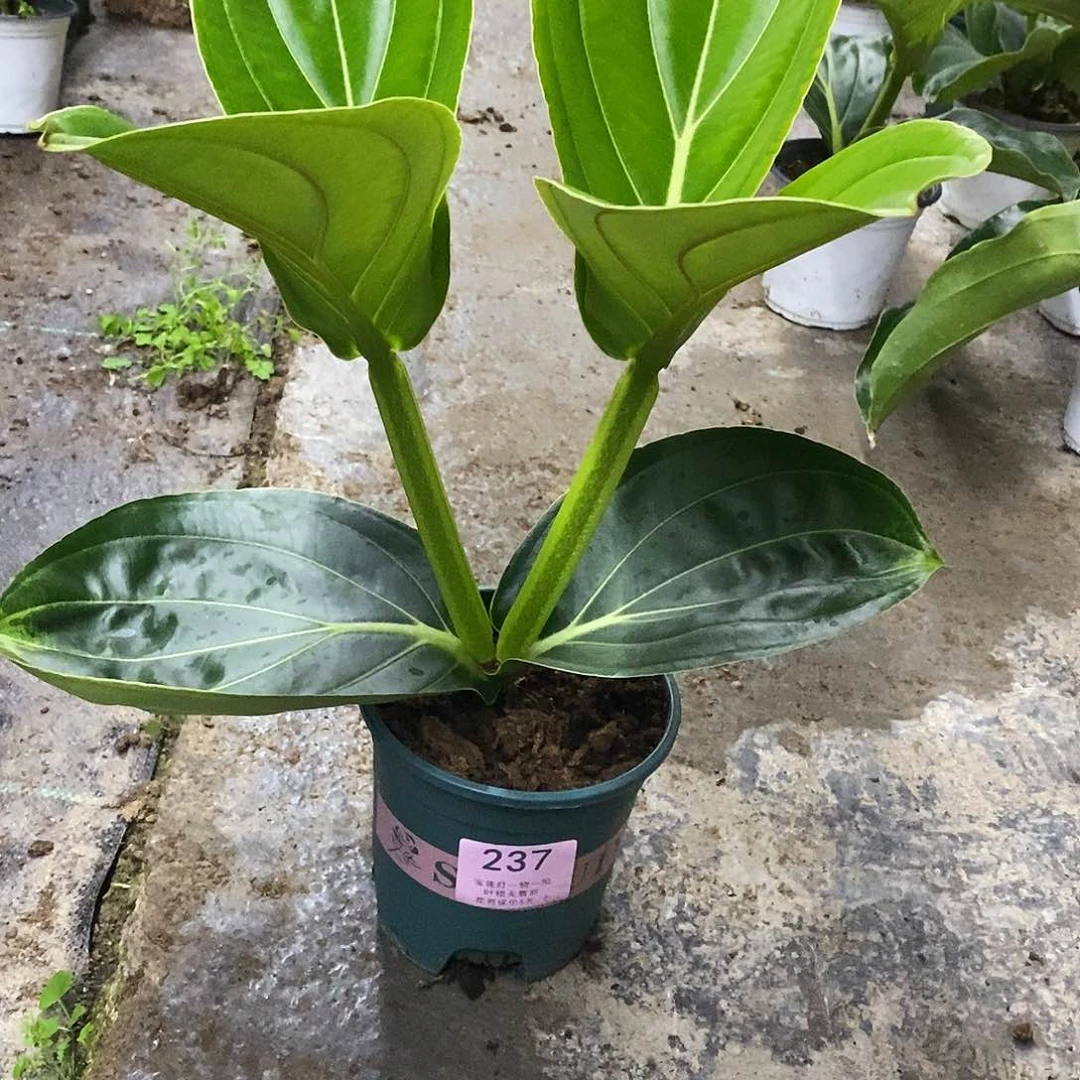 木本植物暖*?木本花卉237