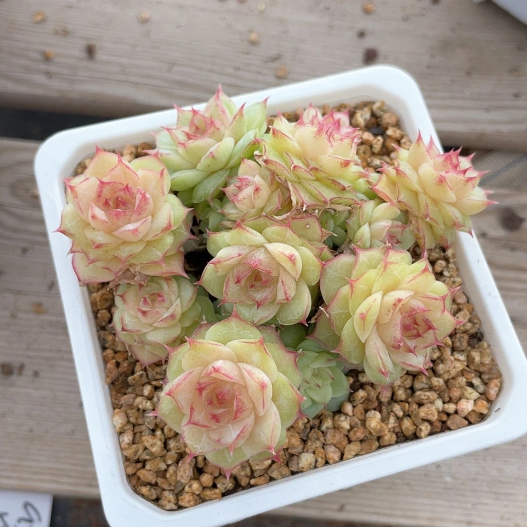 优选麦杆福利1684