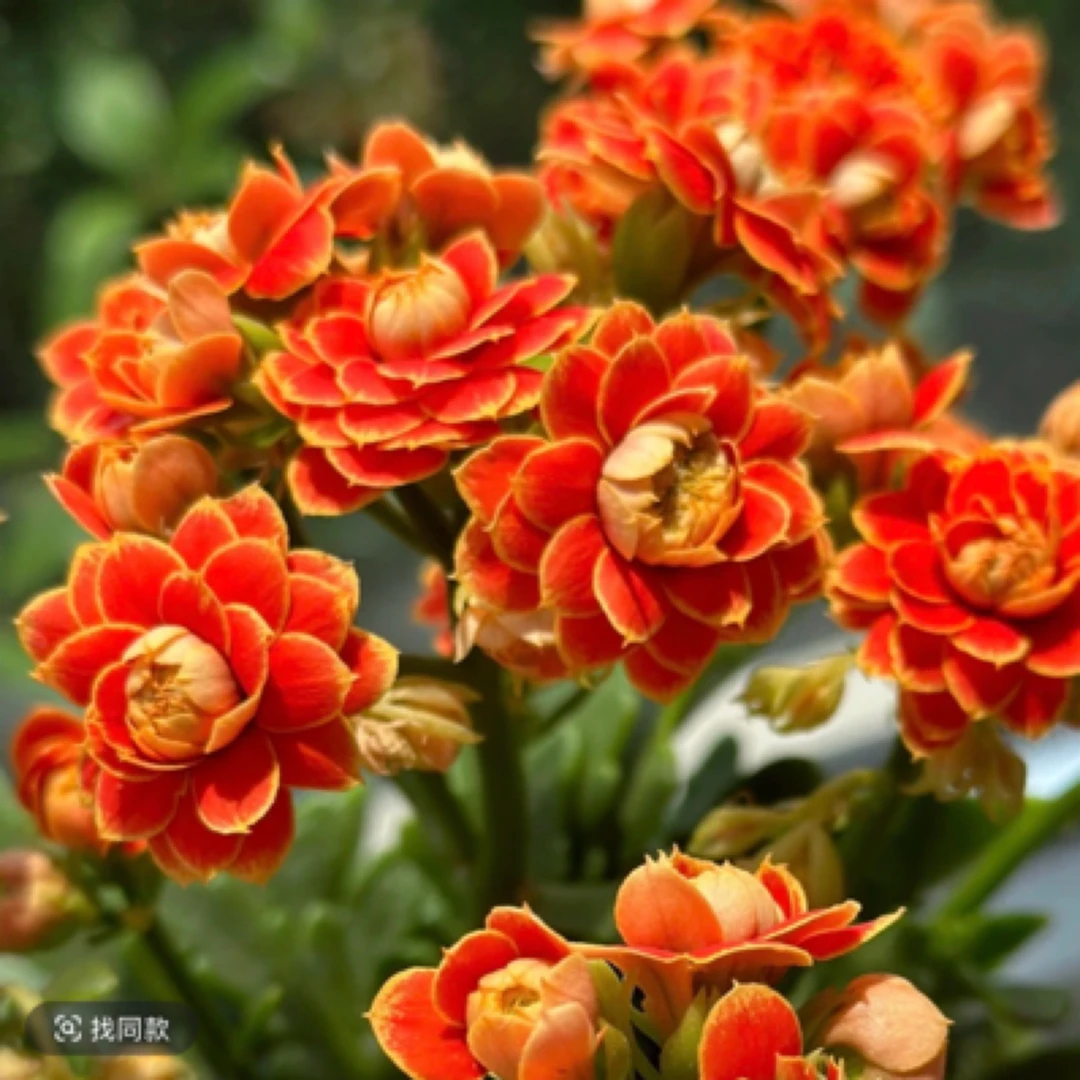 长寿花-稀有品种130口径盆小魔女