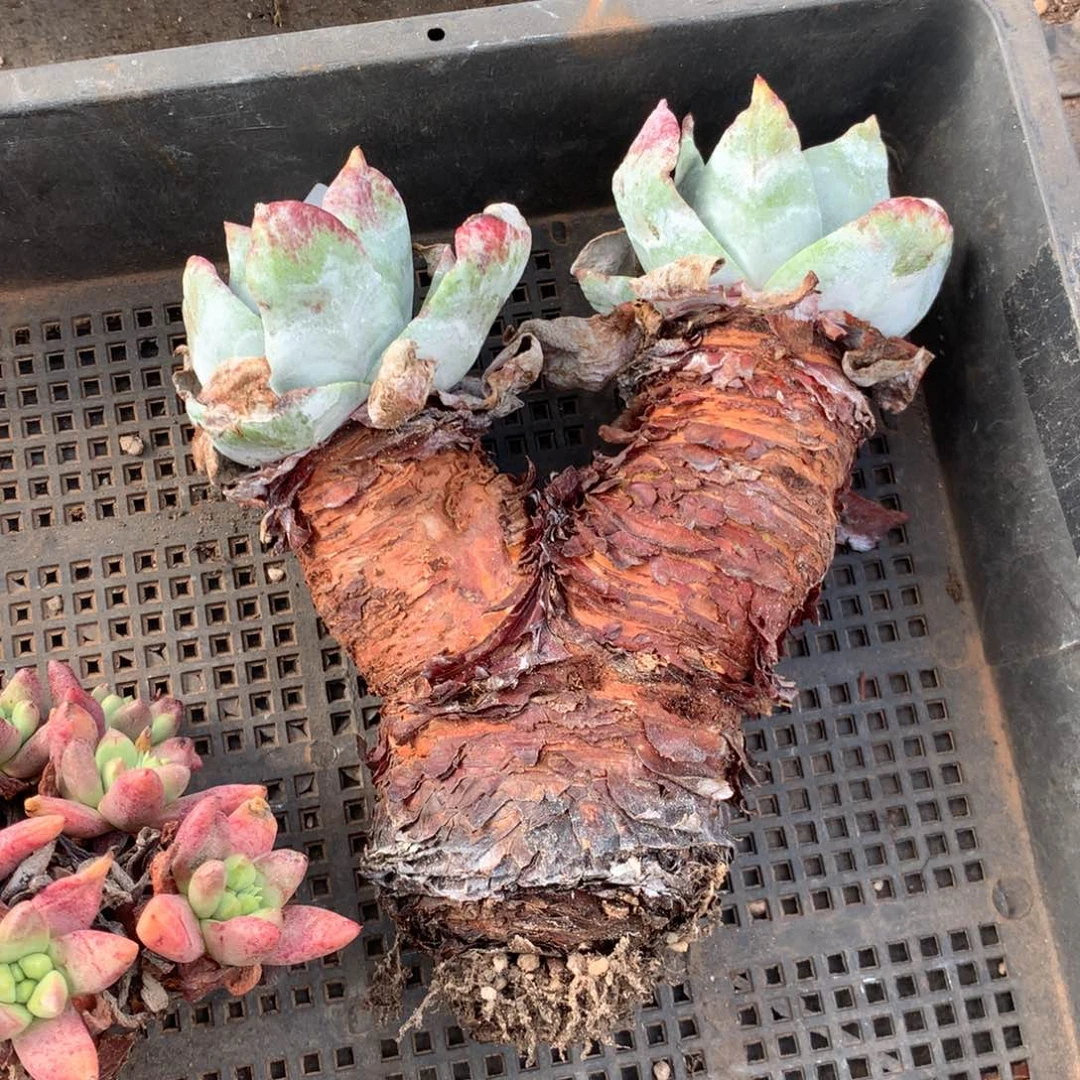 浦西非克，多肉植物