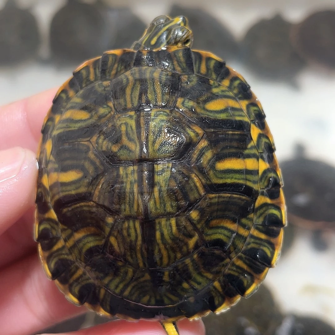 宠物龟不分公母5.5