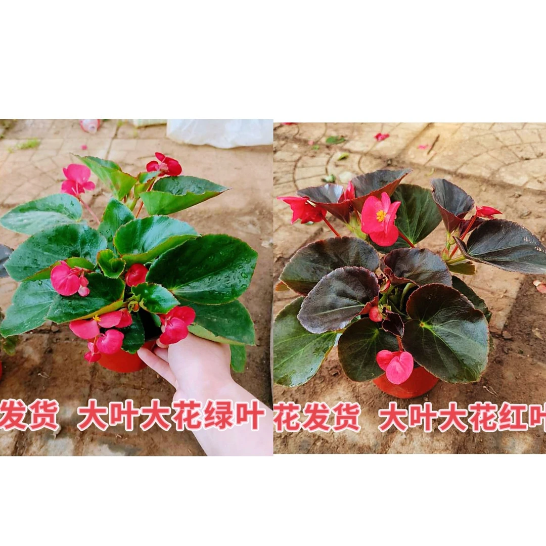 玻璃翠四季海棠海棠盆栽大花小花秋海棠多年生室外室内阳台庭院