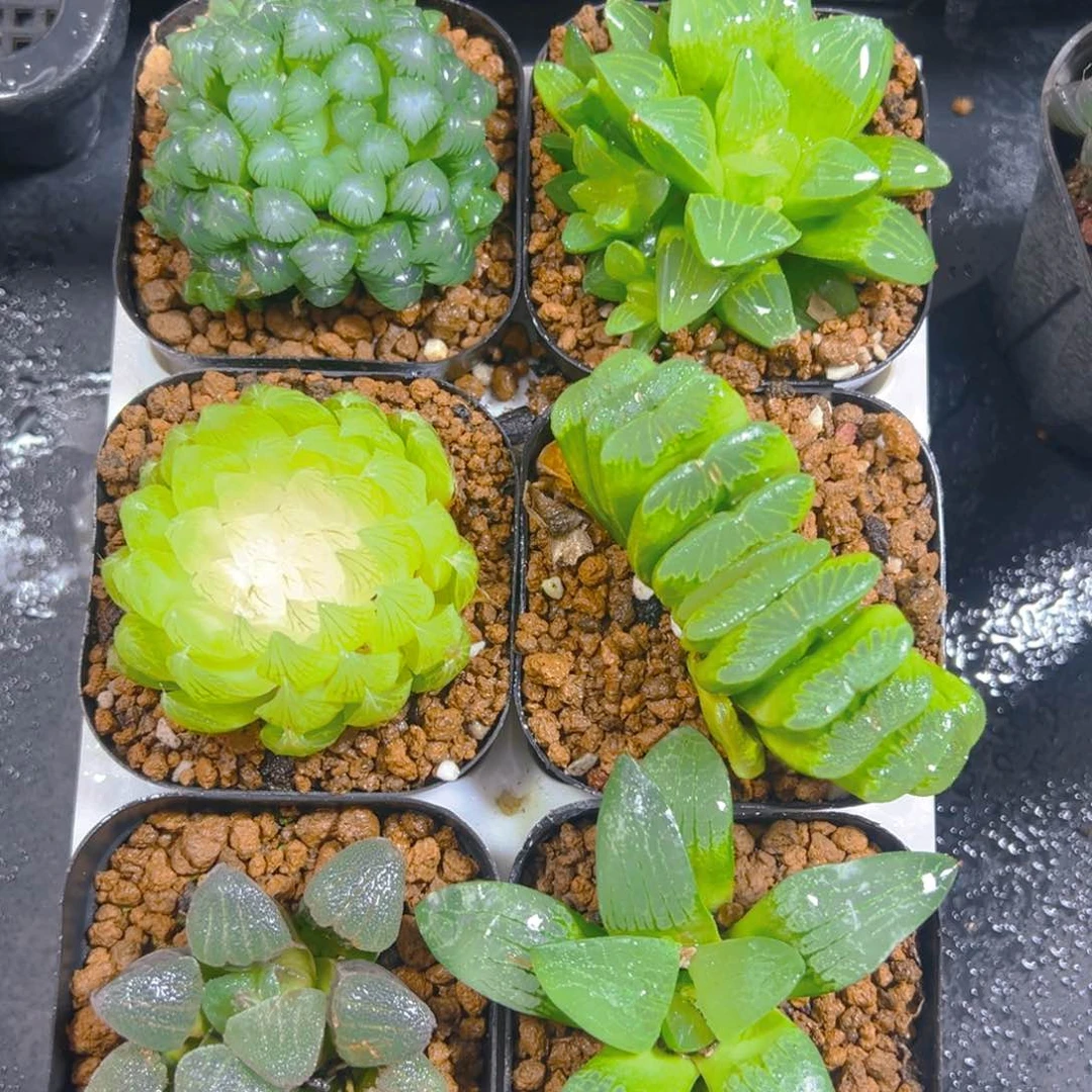 新人套餐玉露多肉6颗