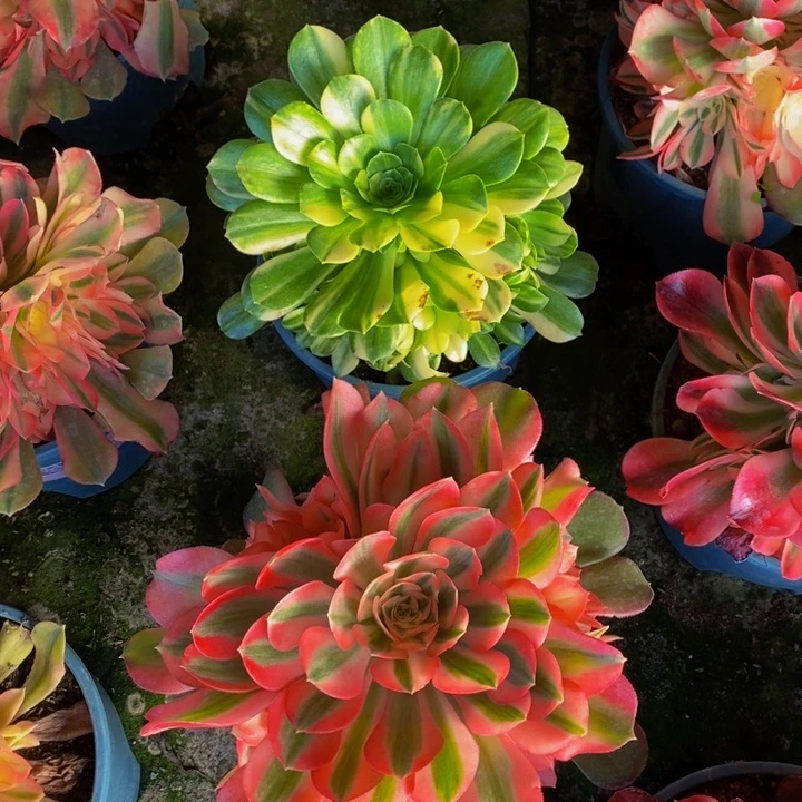 香妃加五彩琉璃一组多肉