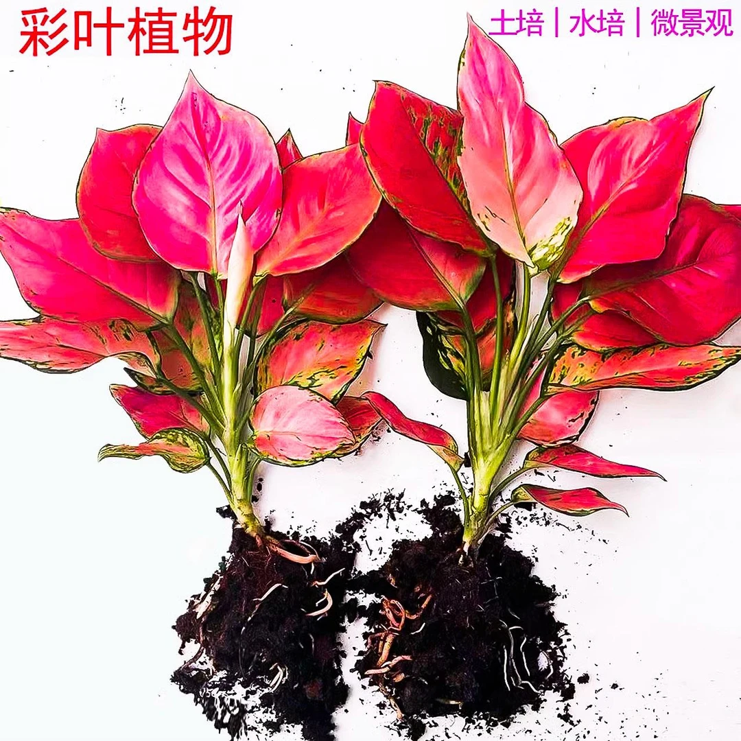 水培植物吉利红室内花卉盆栽绿植九里香水养发财树绿萝富贵竹大全