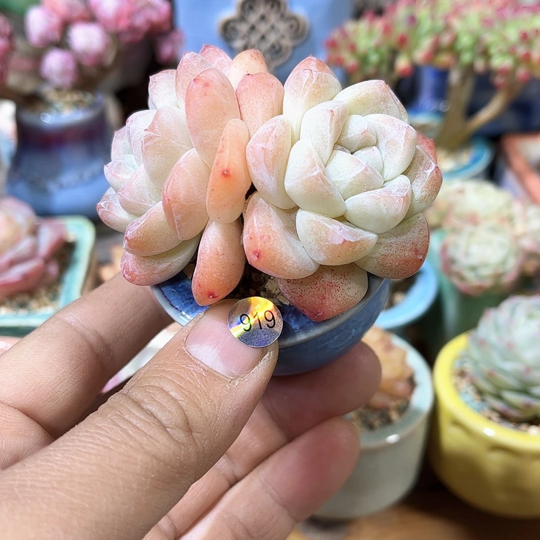 冰玉老桩919 含盆含土发货 30包邮偏远除外