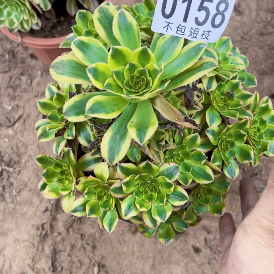 白兰地多肉植物法师0158