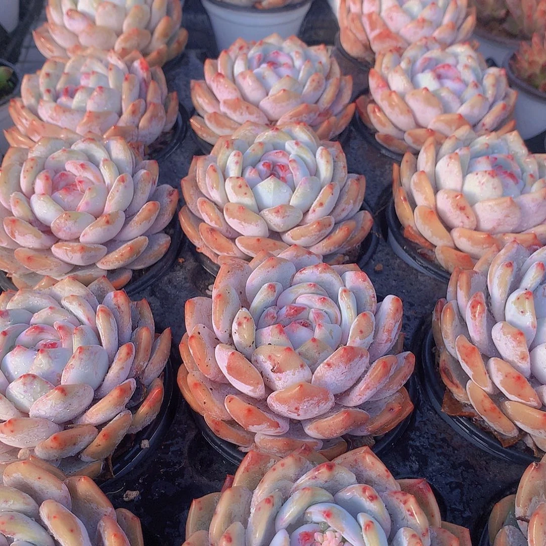 大天使橙245245678999