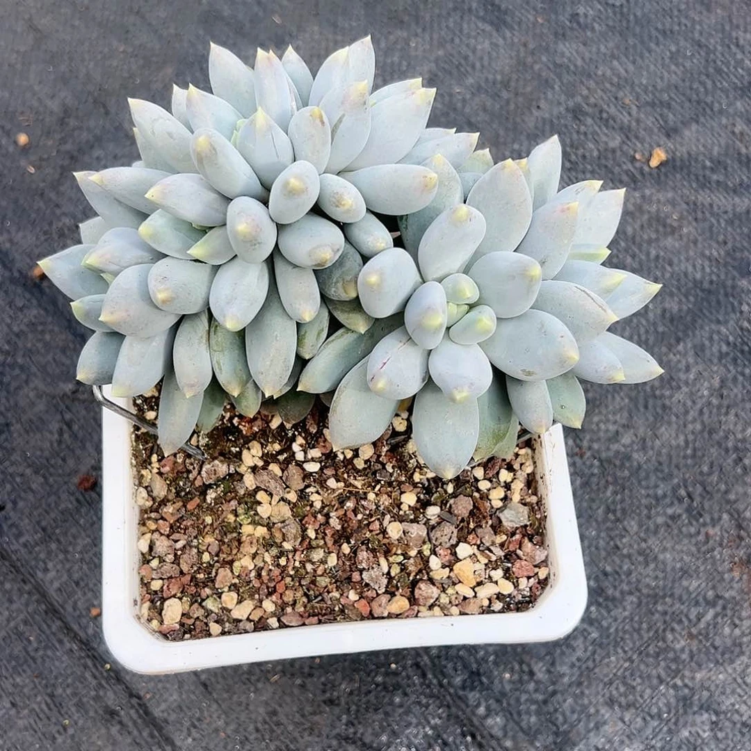 【闪购商品】哥特黄树