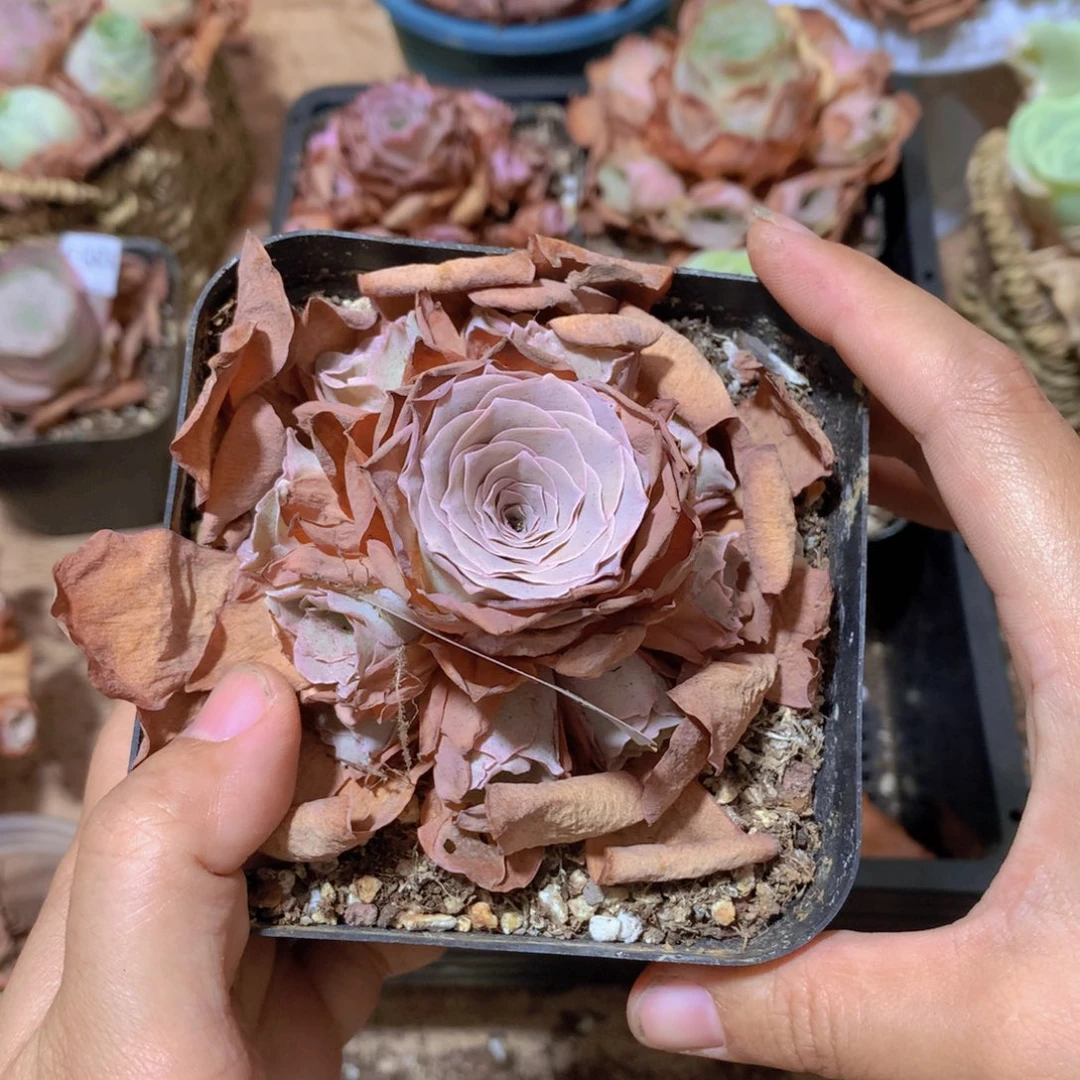 0385糖耶g g g g f c c