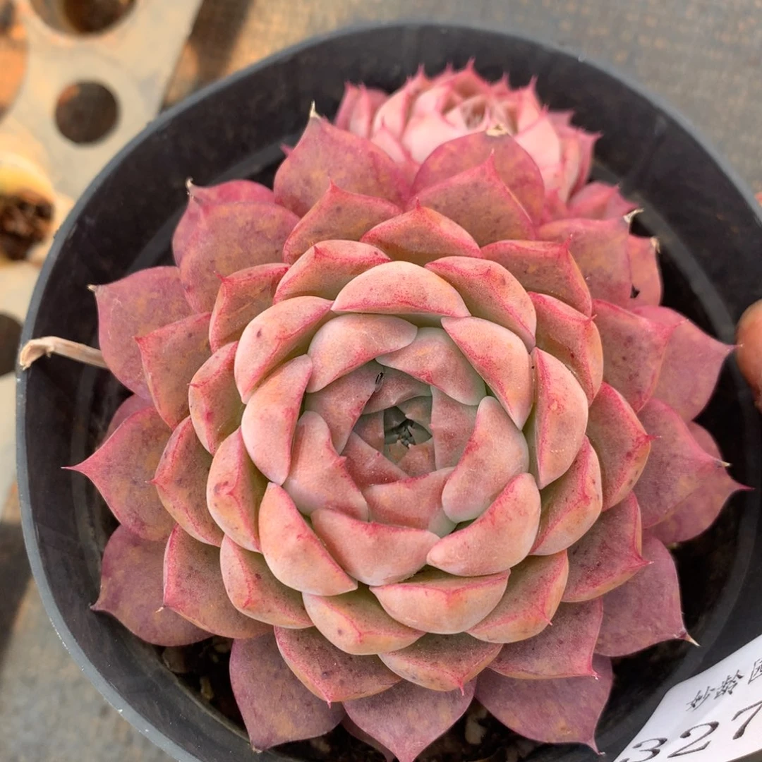 3271杂交精品基地10厘米