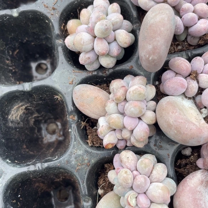 汤圆带板子随机发满18包邮