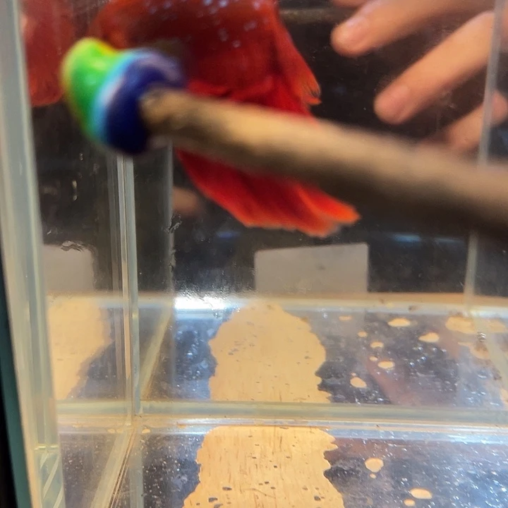 斗鱼浪浪水族竞拍42号