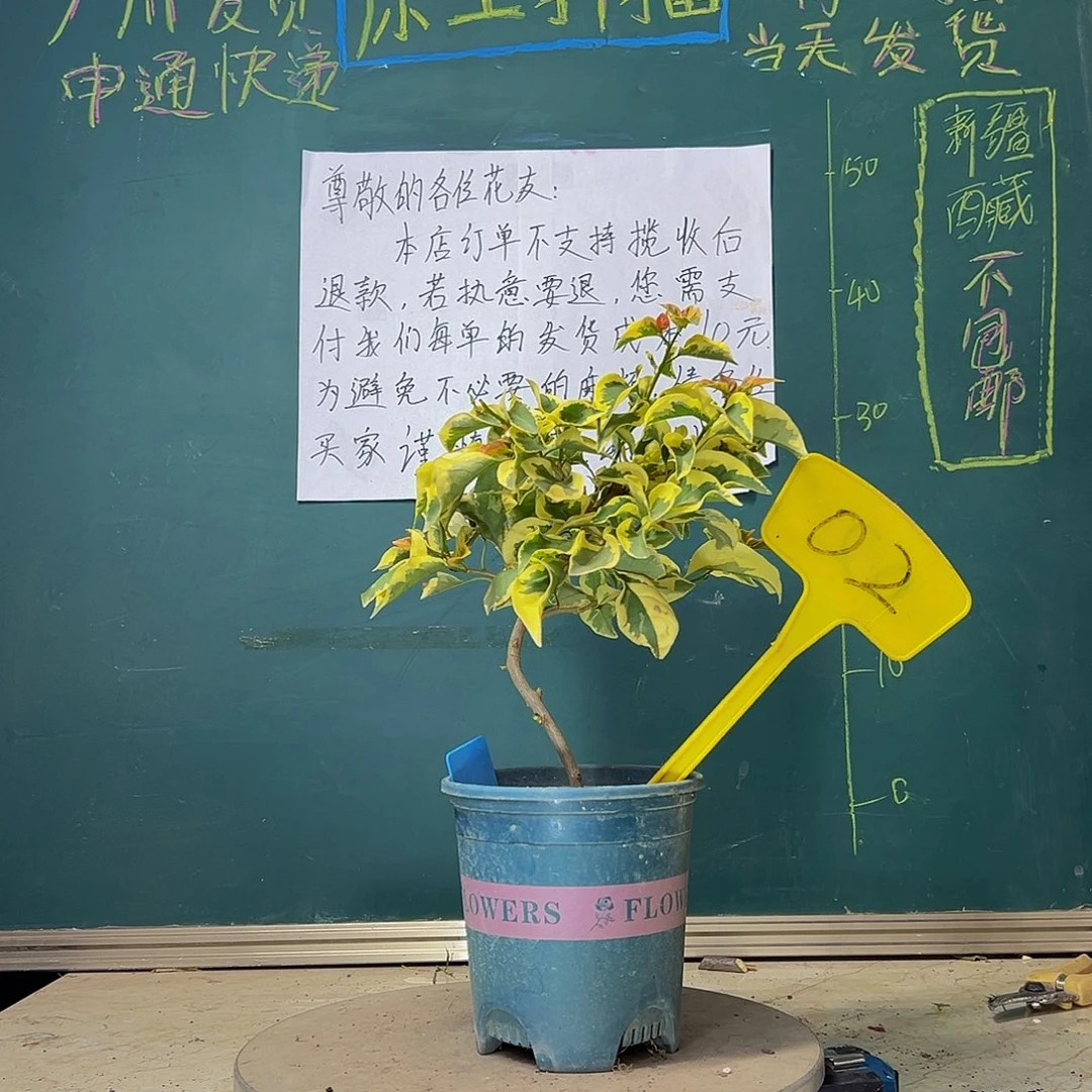 当前无花栽培后可以开花 造型 金边黄 02