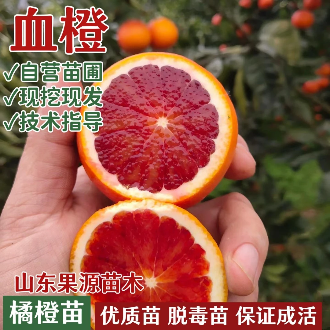 塔罗科血橙苗红肉嫁接橙子树苗红心甜橙树苗南方北方种植当年结果