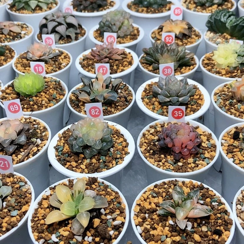 【闪购商品】辣***锅补顺丰