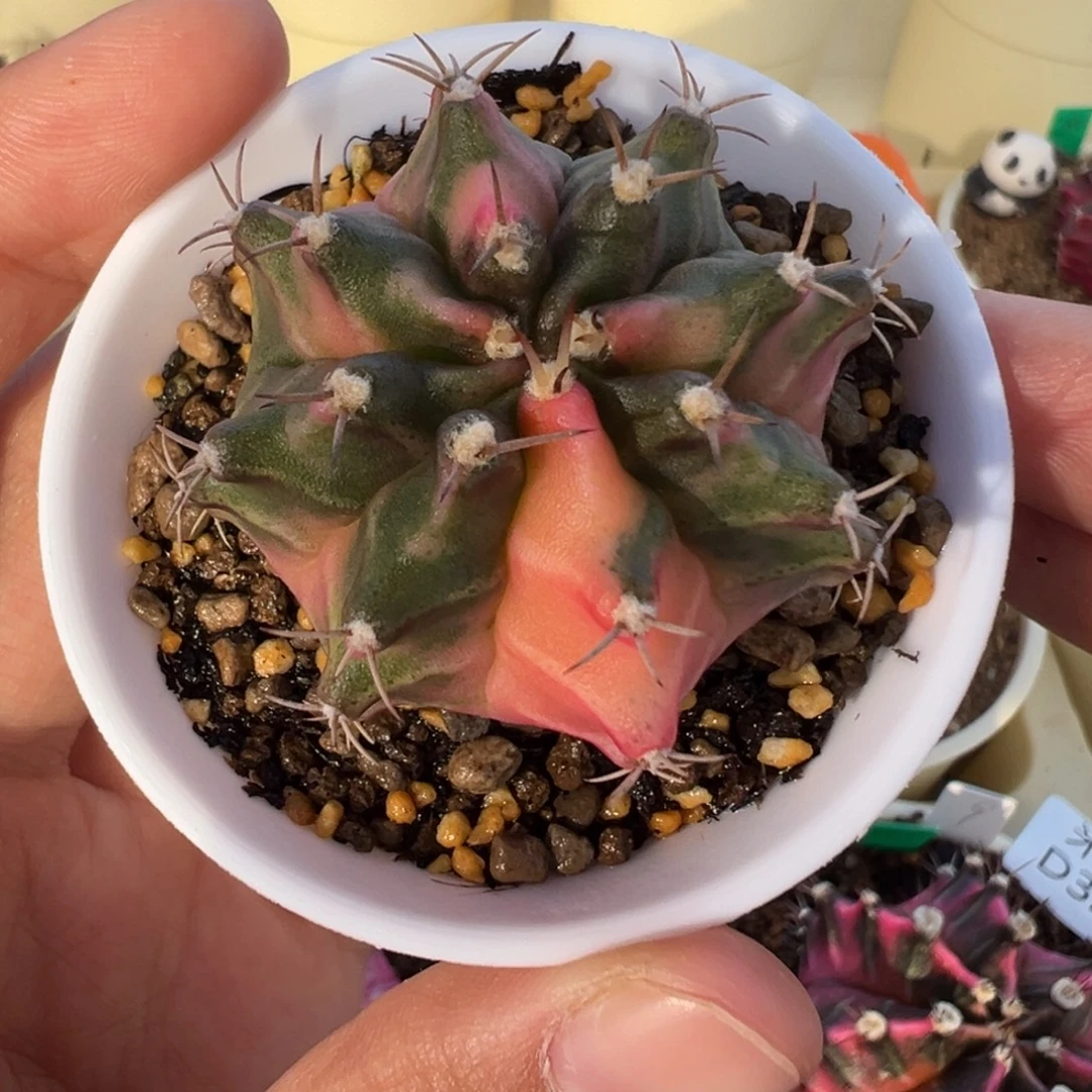 404 好看的米哈冲冲冲