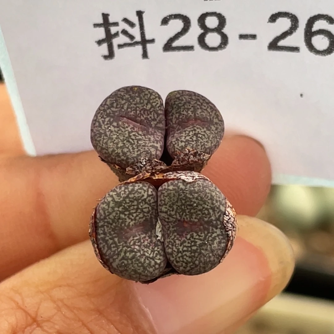 28-26秘纹安贞多肉植物
