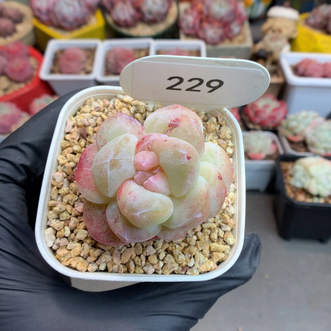 l****e229 冰玉石化多肉