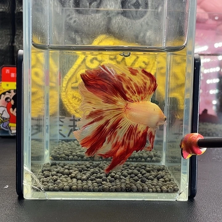 斗鱼13号927早末日血斑巨斗