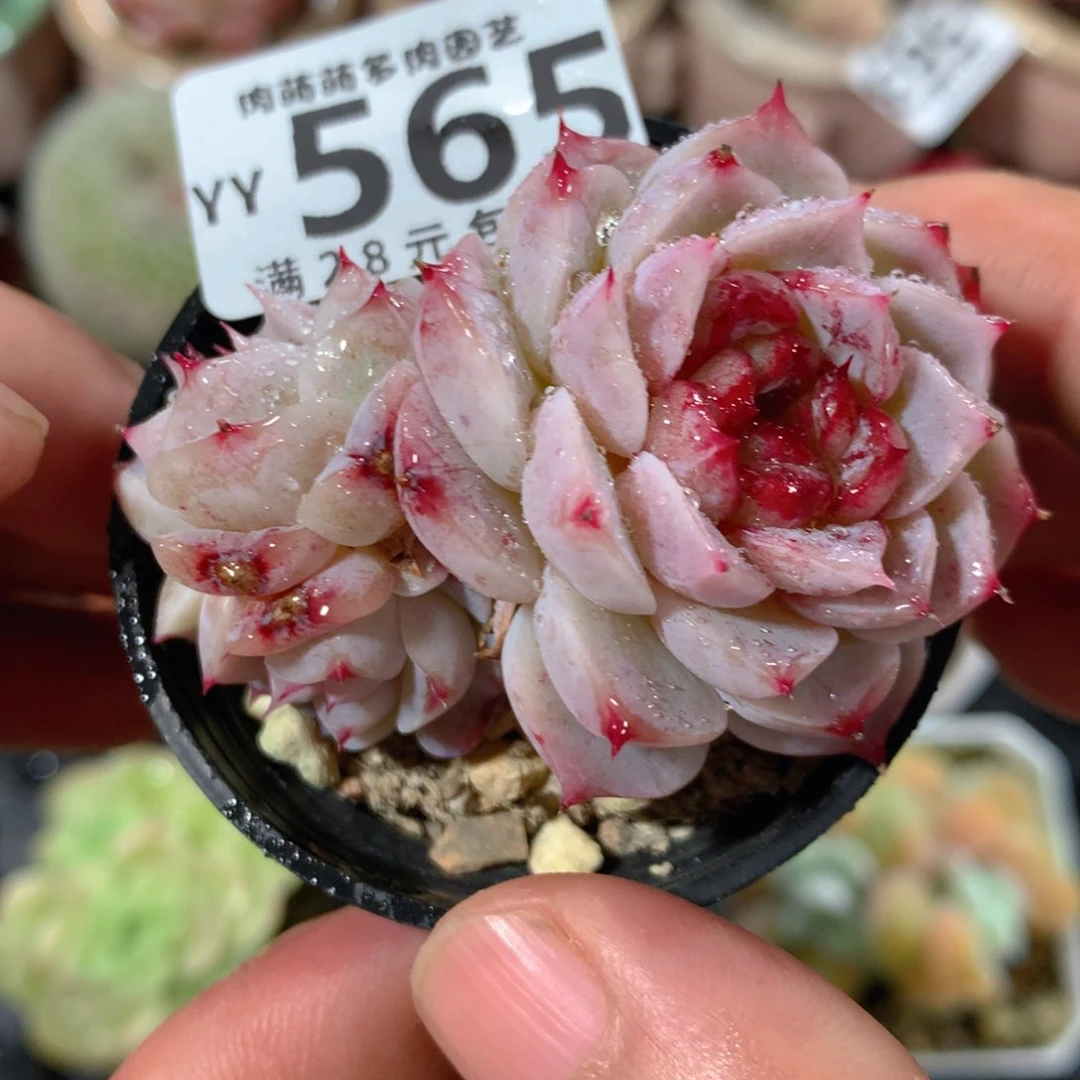 5CM拇指盆精控多肉YY565