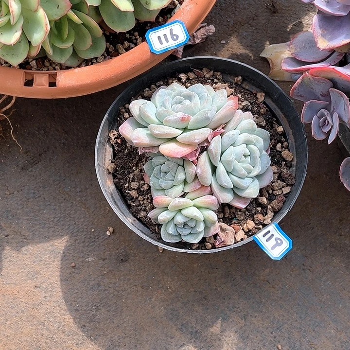 119冰玉 一物一拍多肉