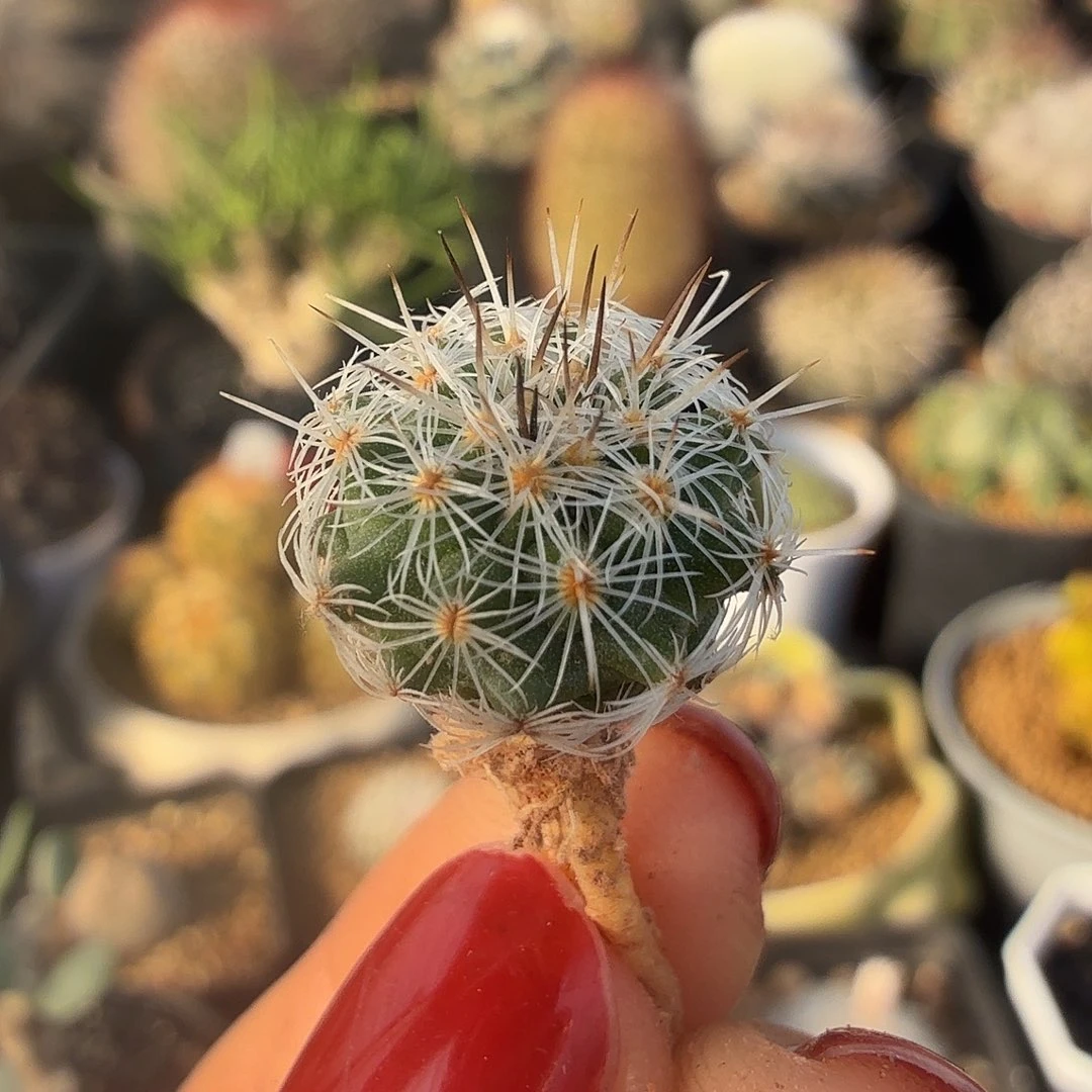 实生费雷克裸根发货