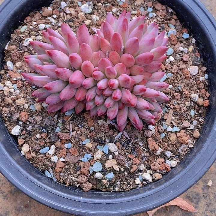 精***7虞美人多肉植物老桩