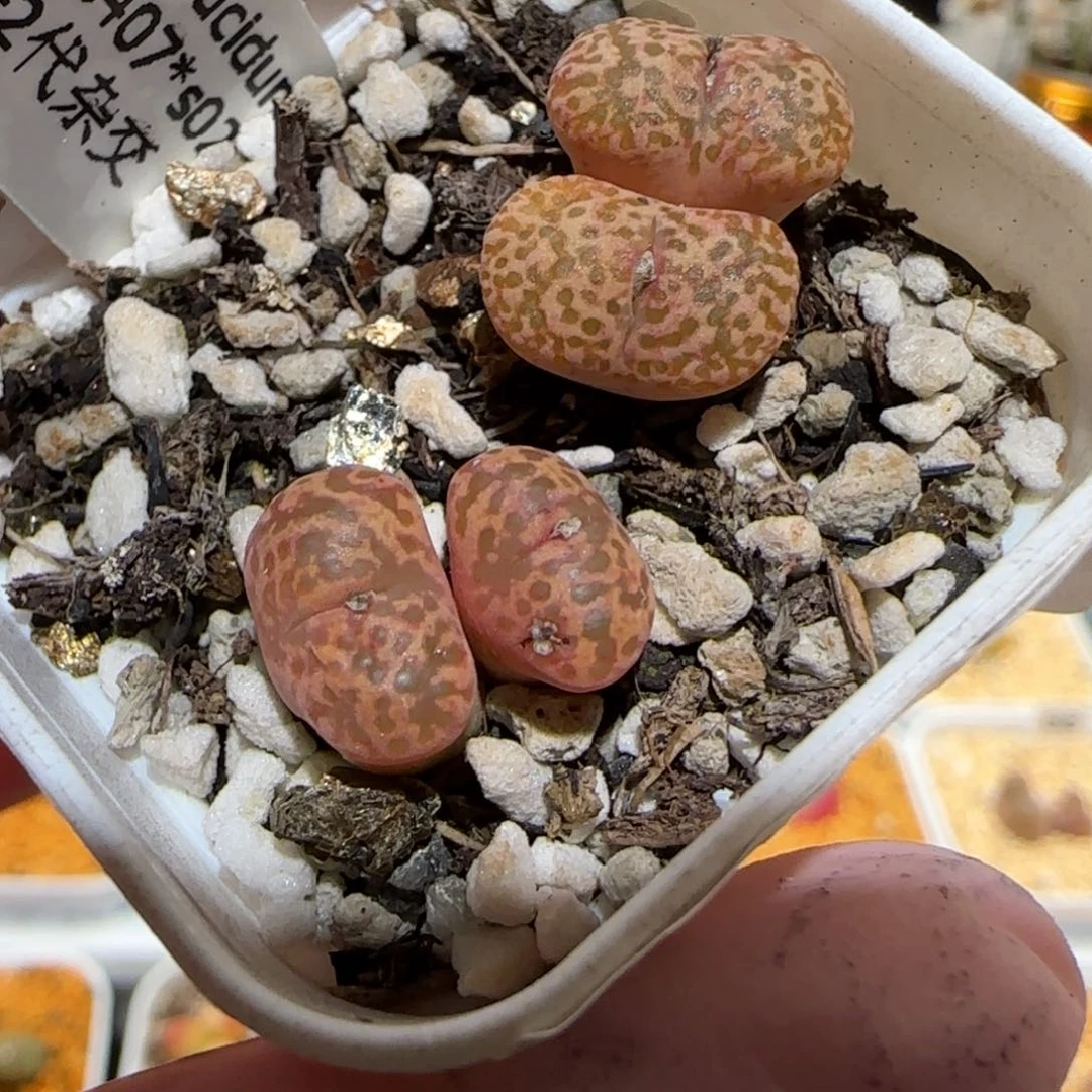 肉锥多肉植物百科-杂交1589有疤