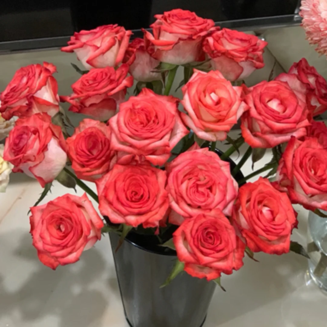 盆栽月季花卉切花胭脂扣